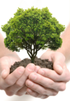 Un arbre vibrant de vie dans des mains tenant de la terre, symbolisant les engagements écologiques de Green Horiz’Home à Rennes pour un tourisme durable.